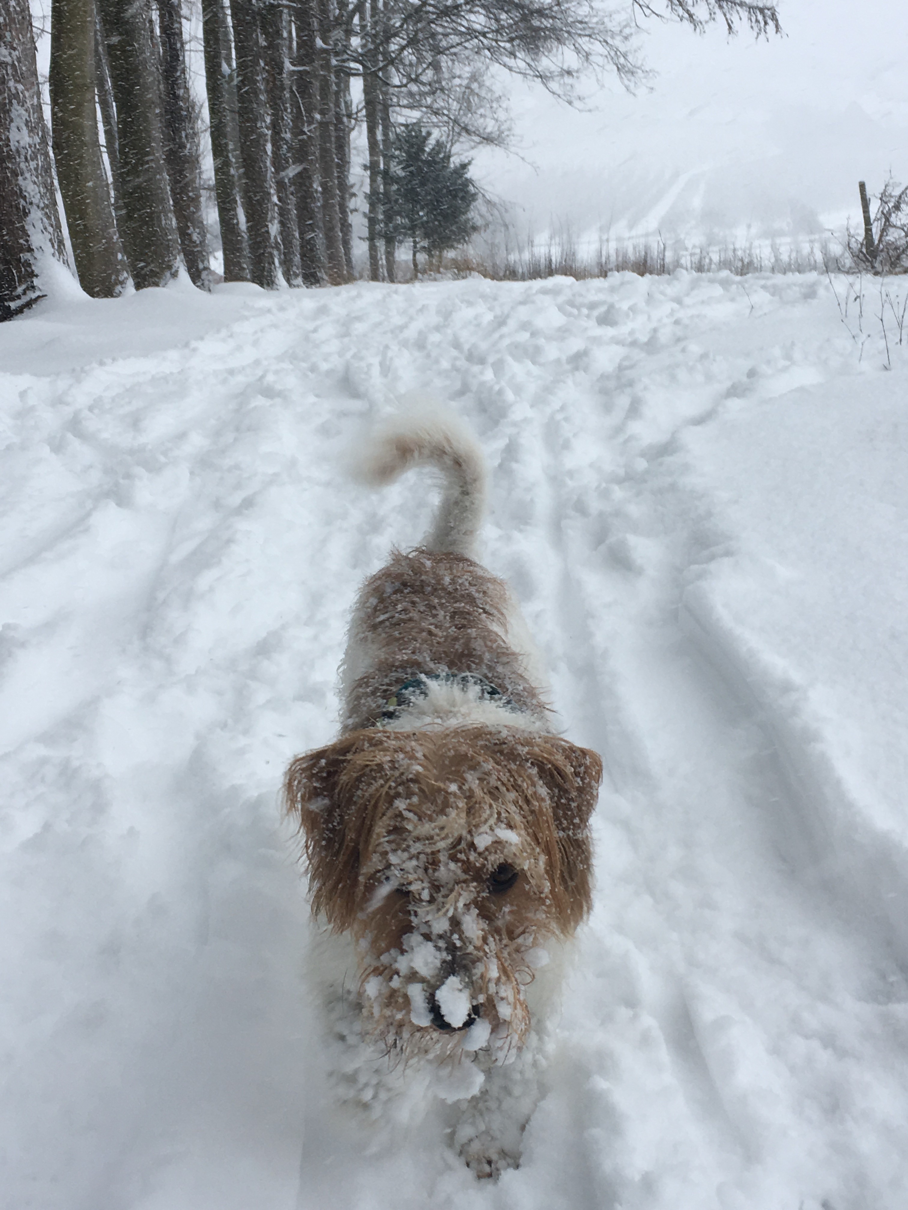Schneehund